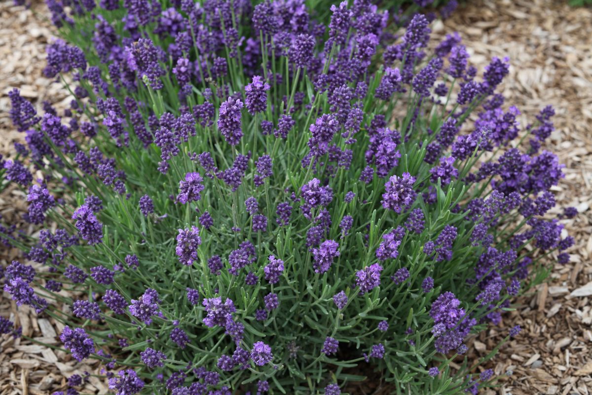 La Diva Eternal Grace Lavender (Lavandula LaDiva &