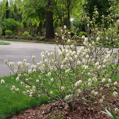 Legend of the Small® Bottlebrush (Fothergilla x intermedia &