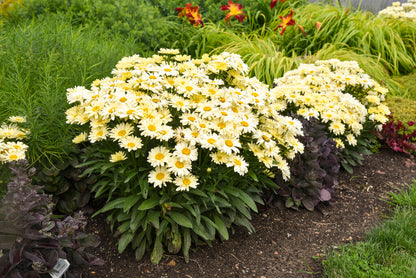 Amazing Daisies® &