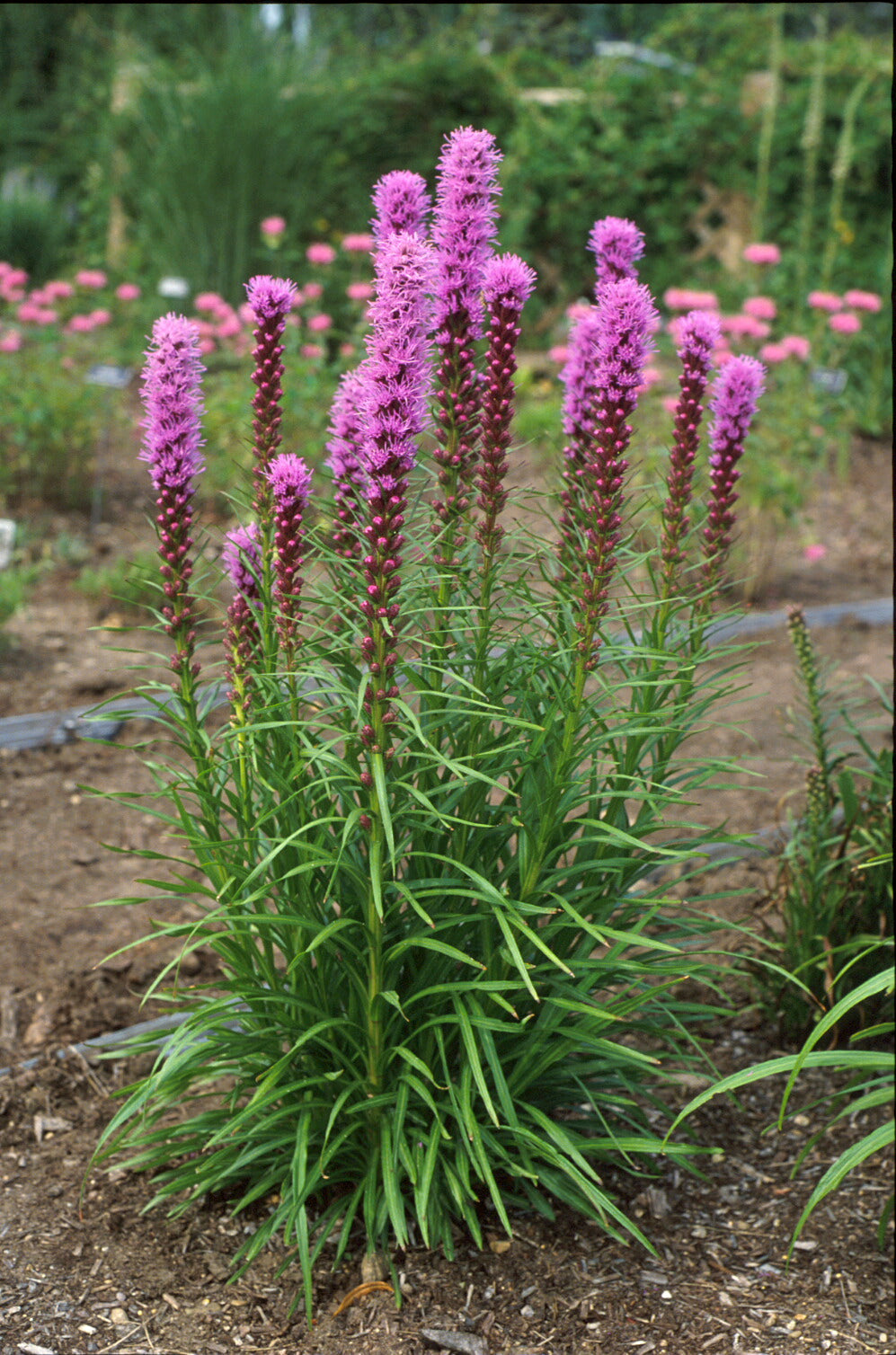 Gayfeather (Liatris kobold) - 1 gallon