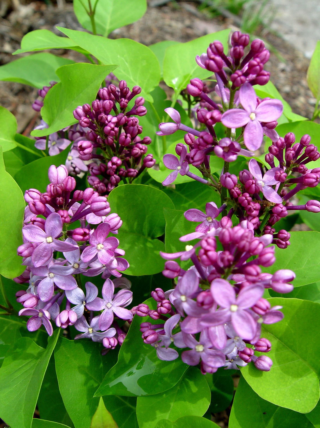 Prairie Petite Lilac (Syringa vulgaris &