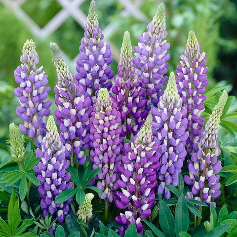 Gallery Blue Lupine (LUPINUS P. GALLERY BLUE) - 3QT