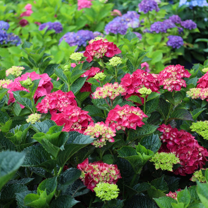 Magical® Ruby Red Hydrangea (Hydrangea macrophylla ‘Ruby Red’ (Kolmaru)&