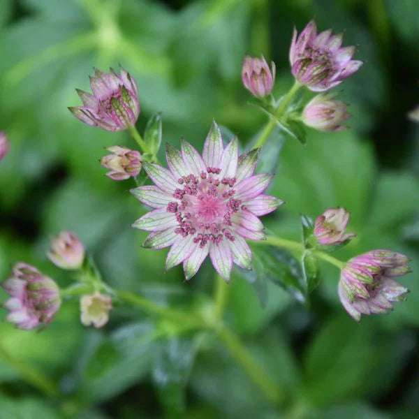 pink flowering perennial that adds elegance to the garden