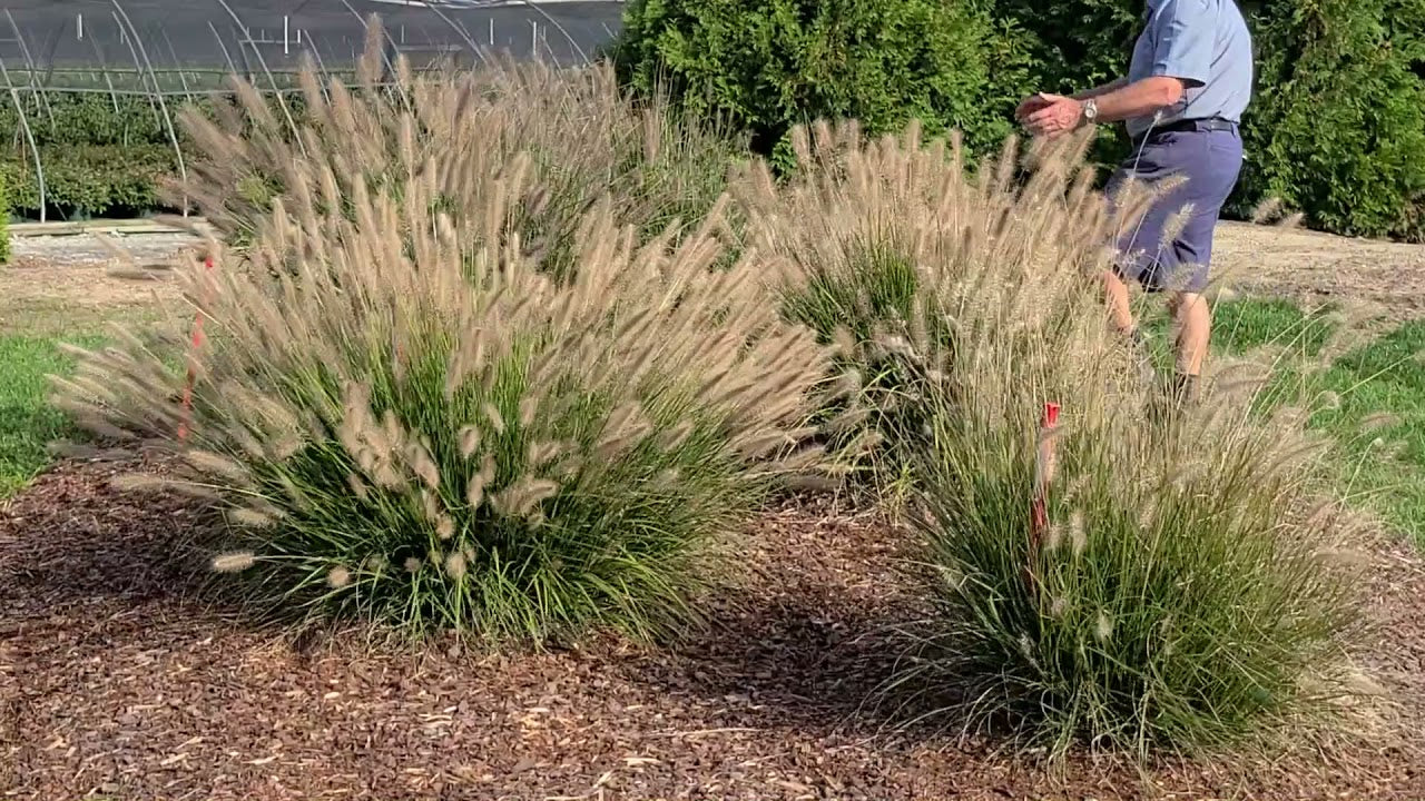Grass Hush Puppy™ (Pennisetum &