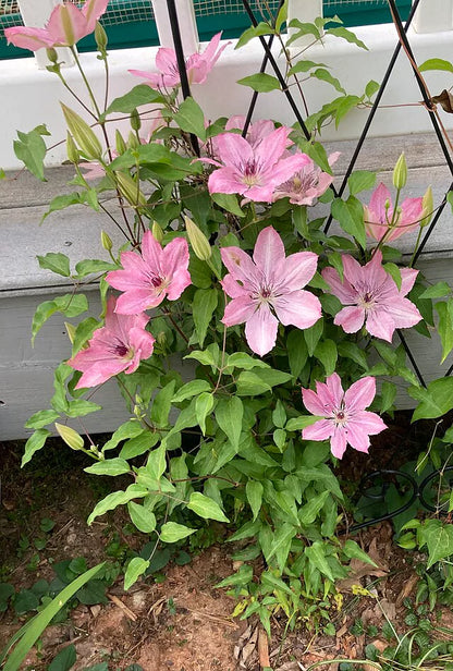 Sarah Elizabeth™ Clematis (Clematis sarah &