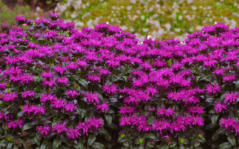 Sugar Buzz® Rockin Raspberry Bee Balm (Monarda &