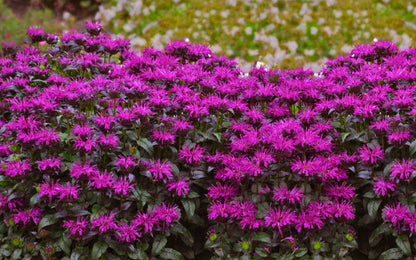 Sugar Buzz® Rockin Raspberry Bee Balm (Monarda &