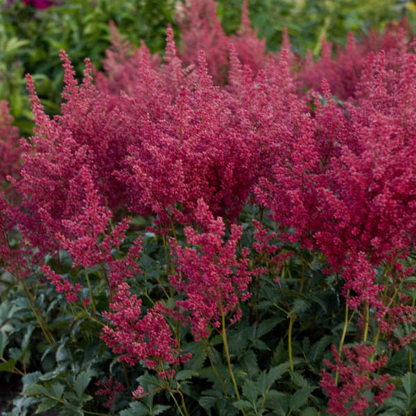 Montgomery Astilbe (Astilbe japonica &