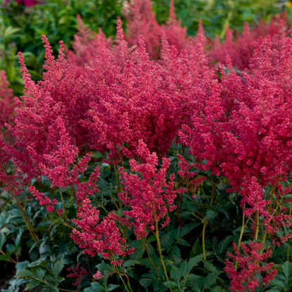 Montgomery Astilbe (Astilbe japonica &