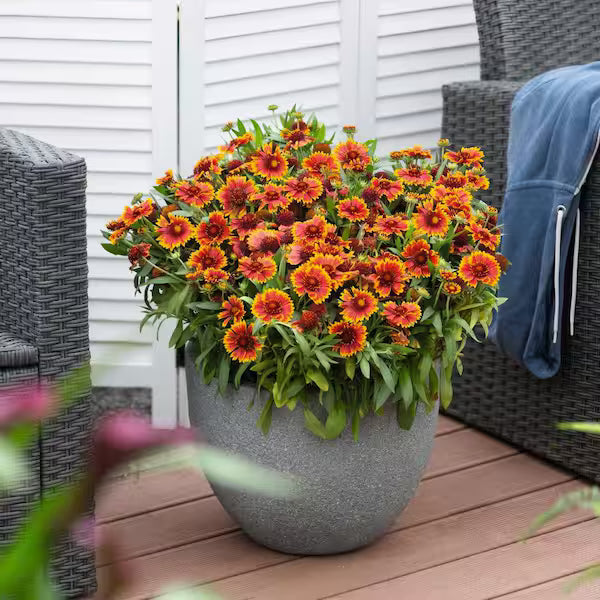 Gaillardia Spintop Orange Halo Blanket Flower (Gaillardia spintop &
