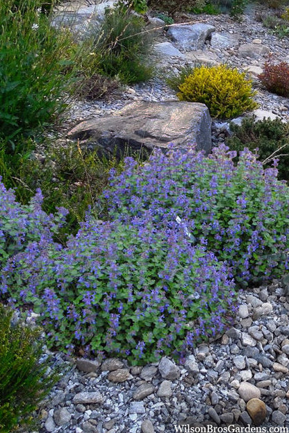 Early Bird Catmint (Nepeta &