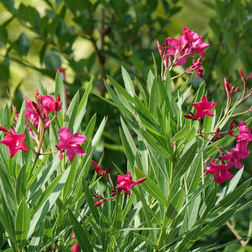 Austin Pretty Limits® Oleander (NERIUM AUSTIN PRETTY LIMITS) - QT