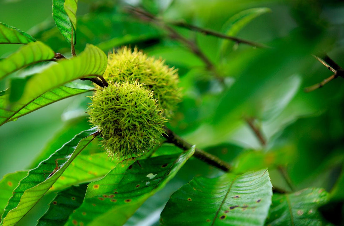Improved Chinese Chestnut (CASTANEA MOLLISSIMA IMPROVED) - 3 gallon RP