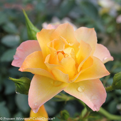 easy Italian ice rose in bloom