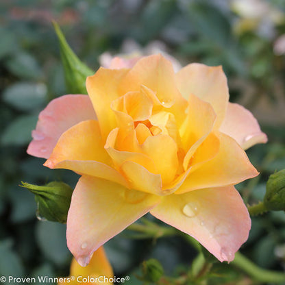 easy Italian ice rose in bloom