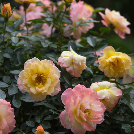maintenance free oso easy Italian ice rose