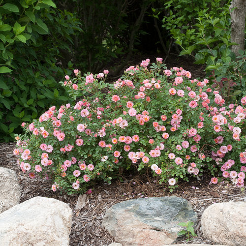 Oso Easy Petit Pink® Landscape Rose (Rosa &