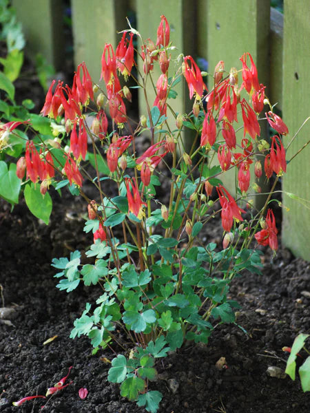 Little Lanterns Columbine (Aquilegia can. &