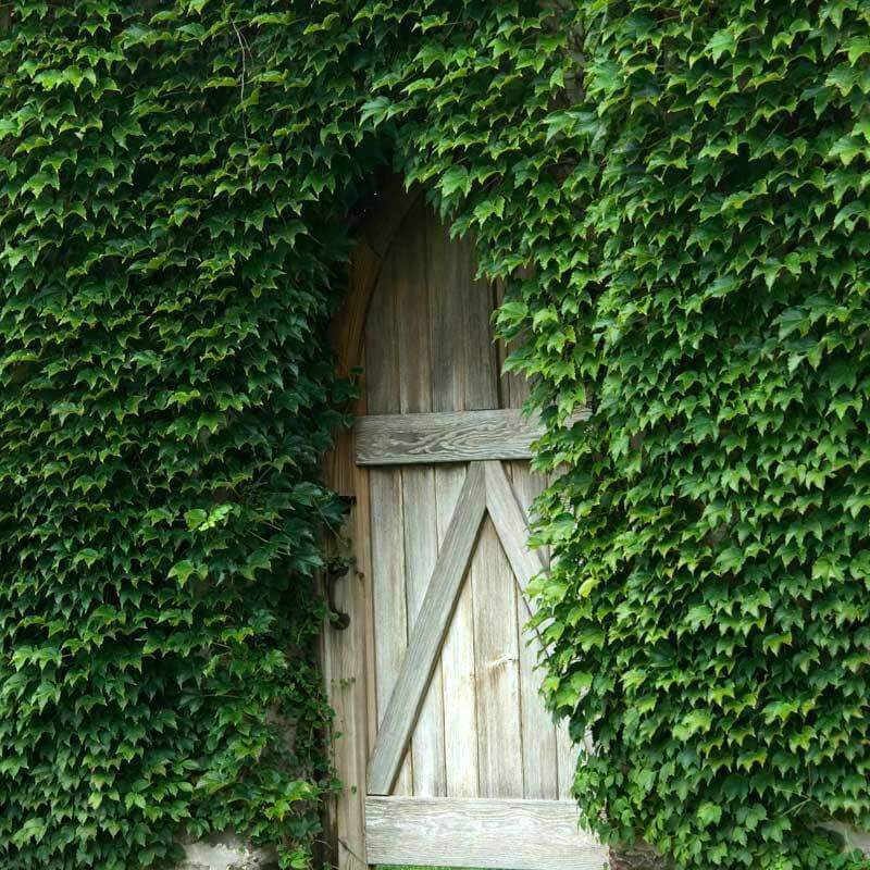 Robusta Boston Ivy (Parthenocissus tricuspidata &