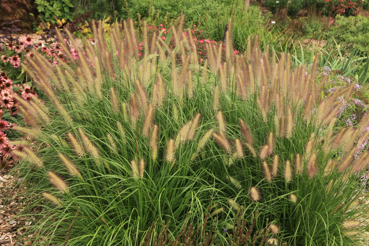 Grass Hush Puppy™ (Pennisetum &