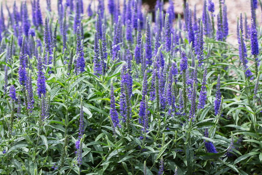 Moody Blues Dark Blue Speedwell (Veronica &