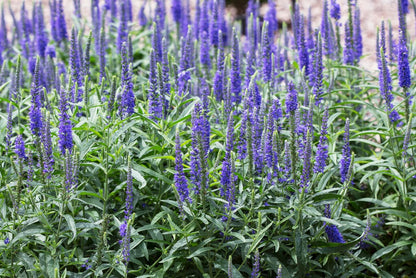 Moody Blues Dark Blue Speedwell (Veronica &