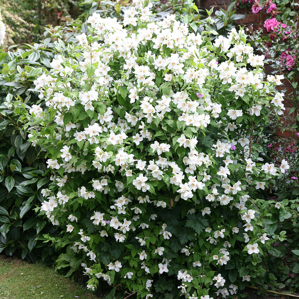 Pearls of Perfume™ Mock Orange (Philadelphus pearls &