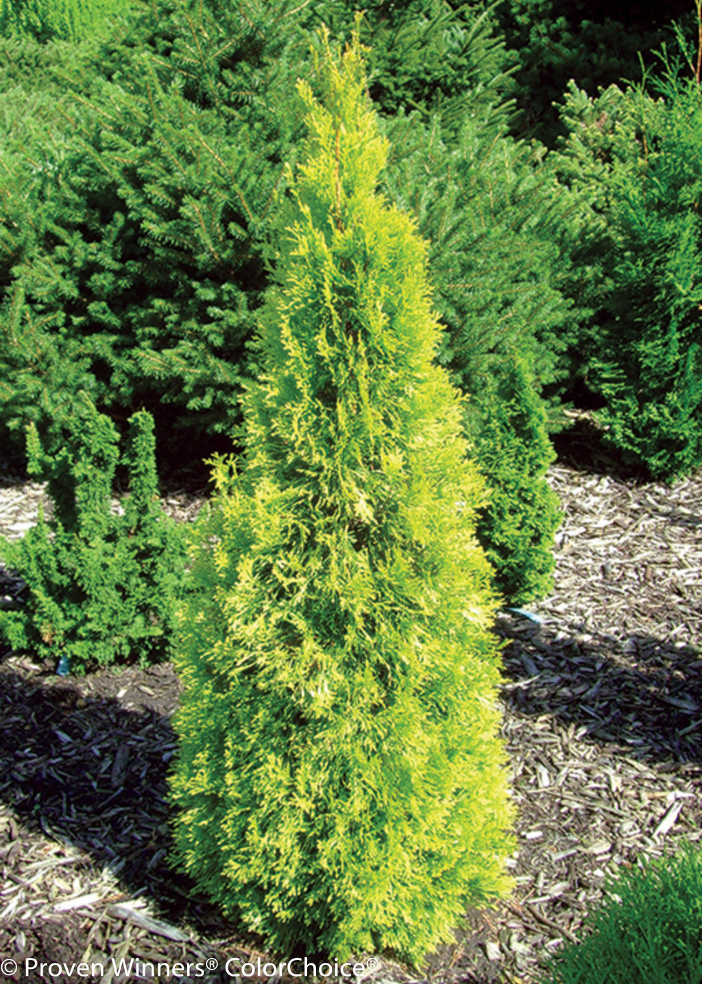 Jantar arborvitae (Thuja occidentalis &