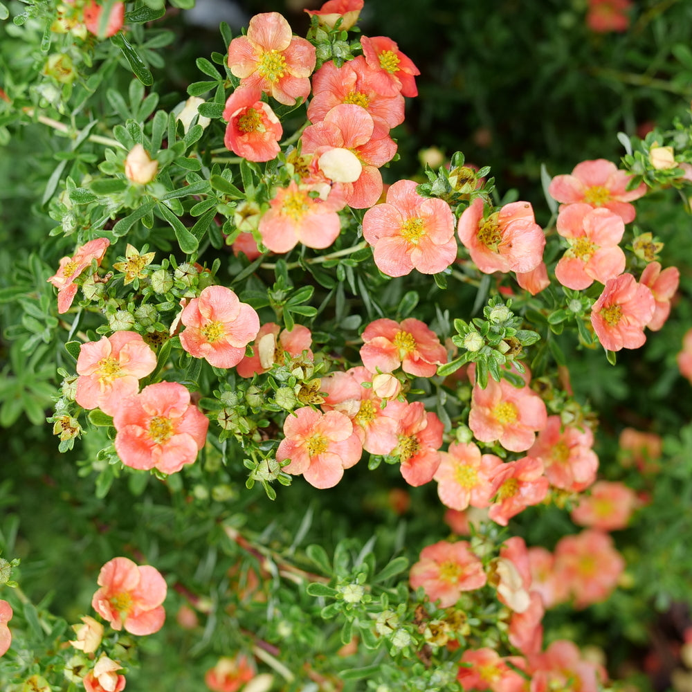 Happy Face® Orange Potentilla (Potentilla fruticosa &