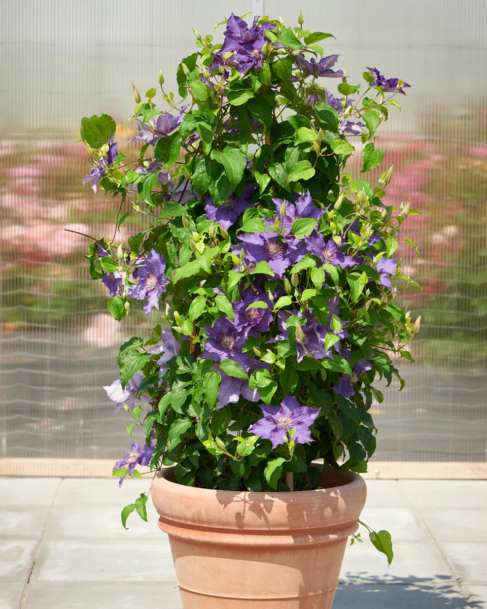 Potted Sacha Clematis climbing up a trellis