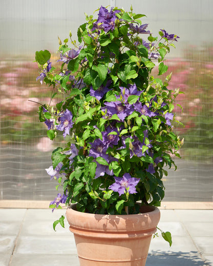 Potted Sacha Clematis climbing up a trellis
