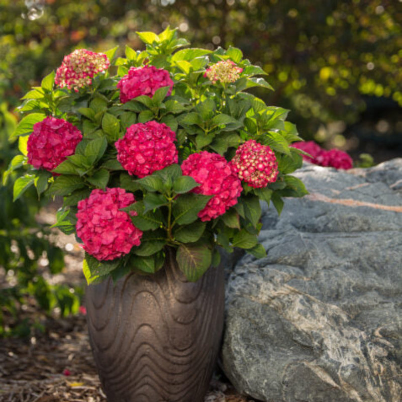 potted summer crush hydrangea