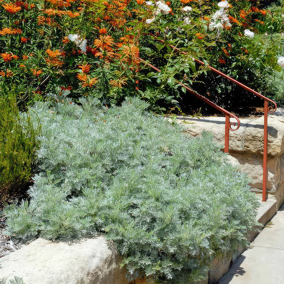 Powis Castle Artemisia (Artemisia x &