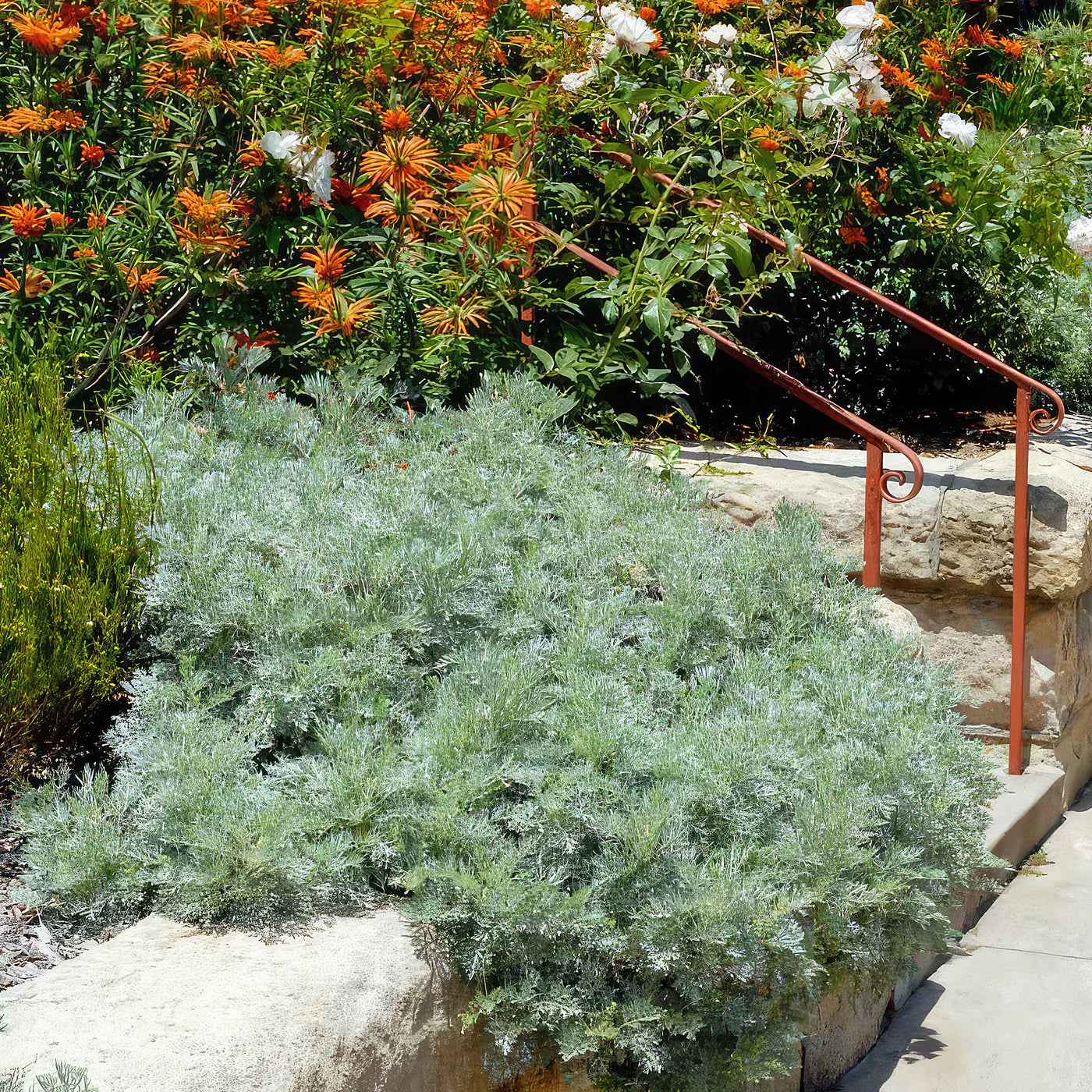 Powis Castle Artemisia (Artemisia x &
