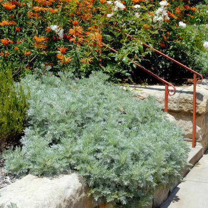 Powis Castle Artemisia (Artemisia x &