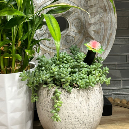 Plant Alarm Kit