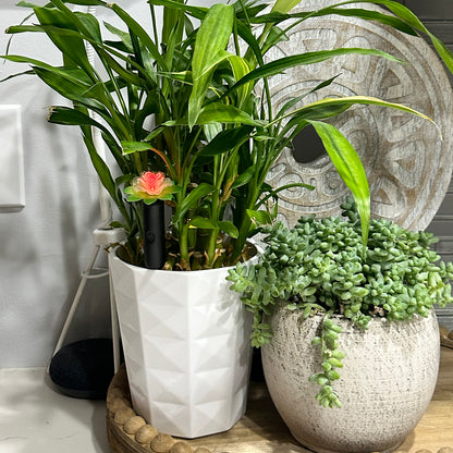 Plant Alarm Kit