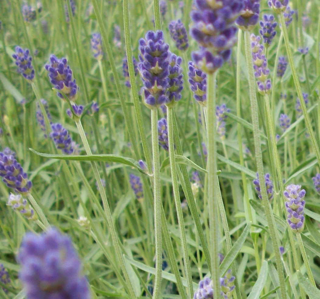LAVANDULA X I. &