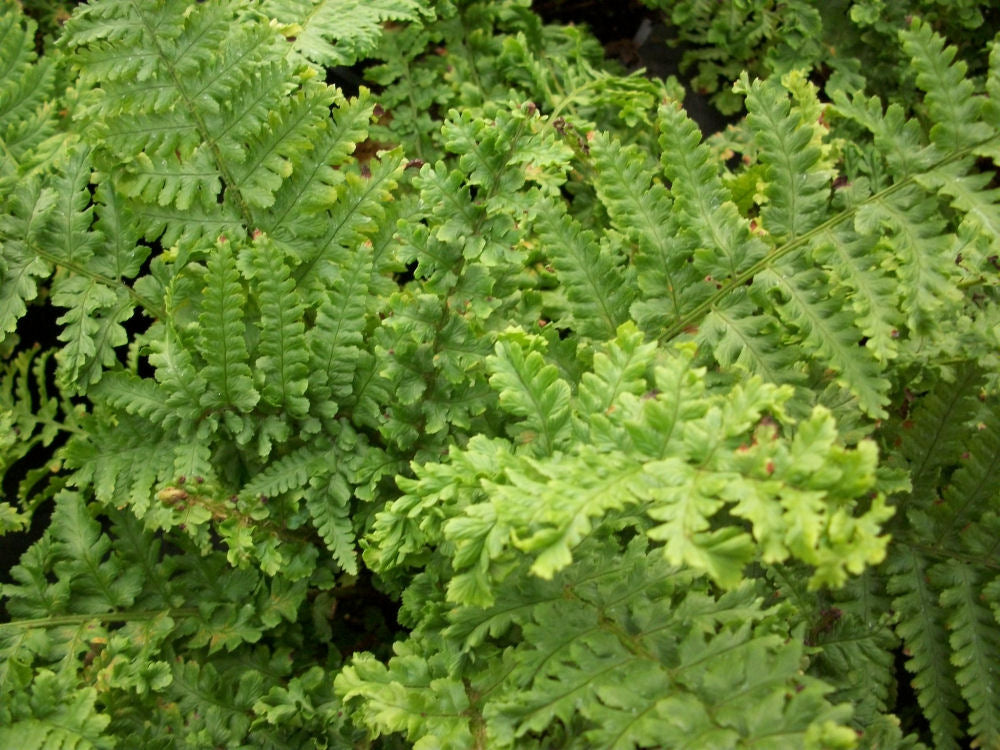FERN -PARSLEY  19CM