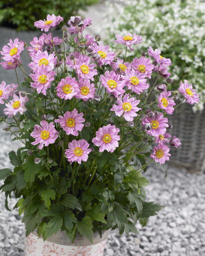 ANEMONE &