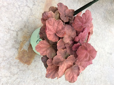 HEUCHERA V. &