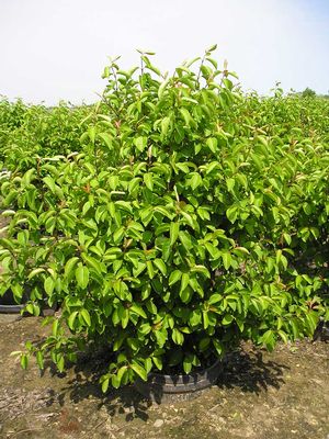 VIBURNUM PR. &