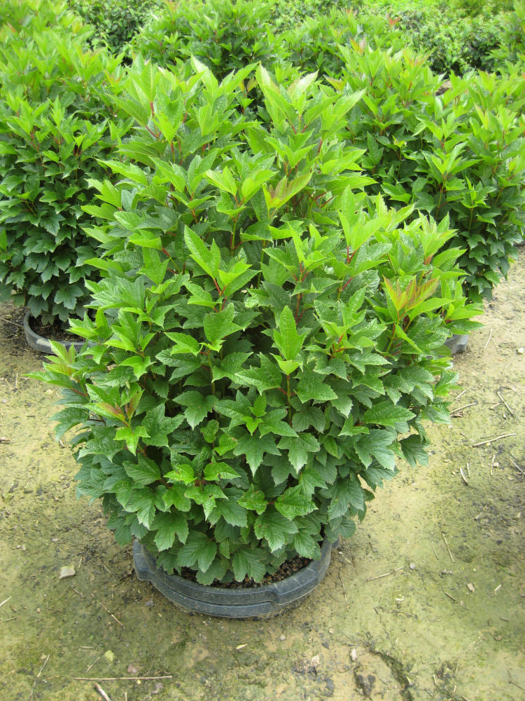 VIBURNUM TRILOBUM COMPACTA  G3 18&quot;