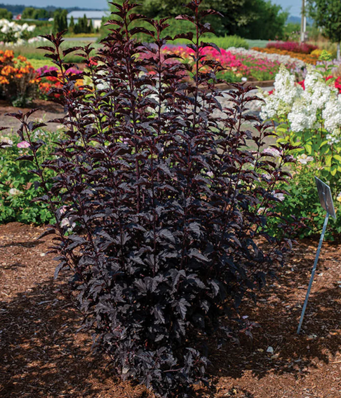 PHYSOCARPUS O.&