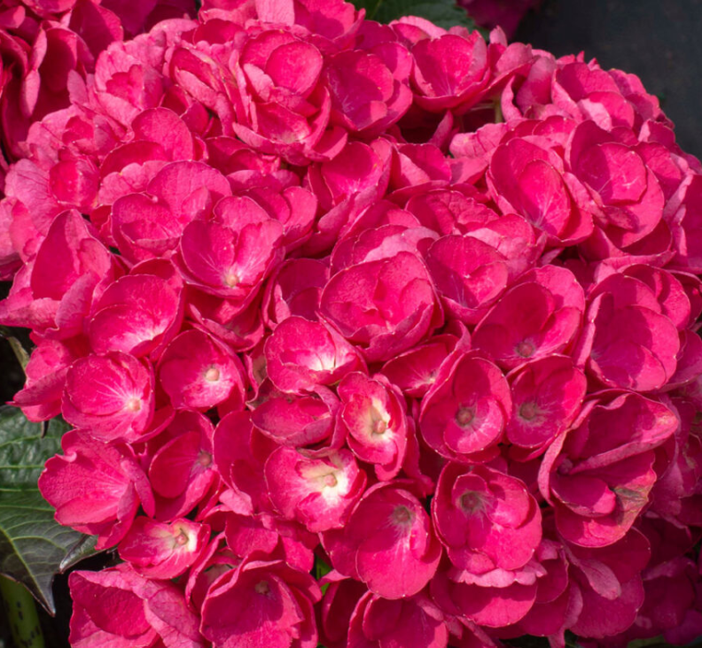 HYDRANGEA M. &
