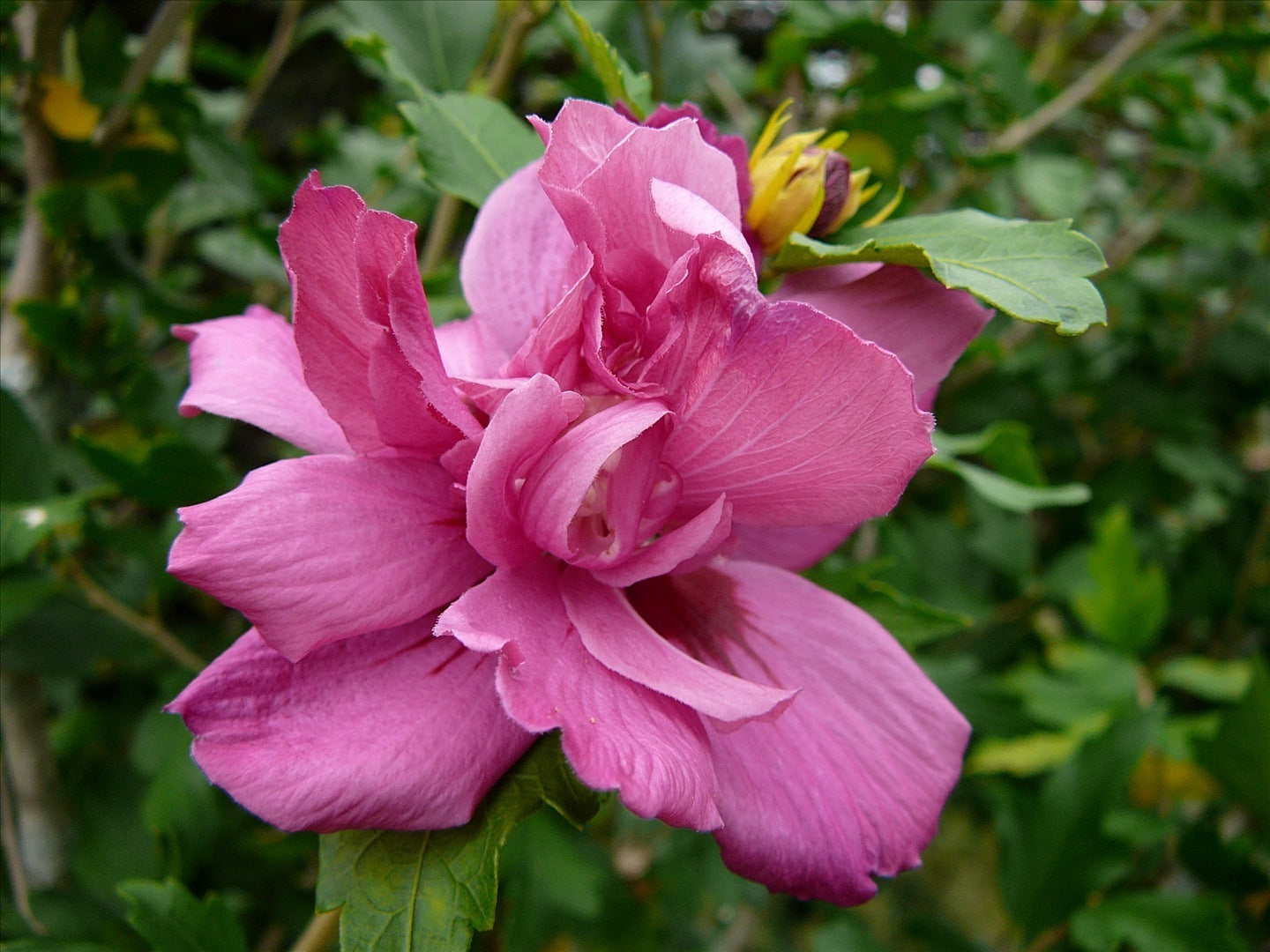HIBISCUS S. MIXED COLOR  G3 18&quot;