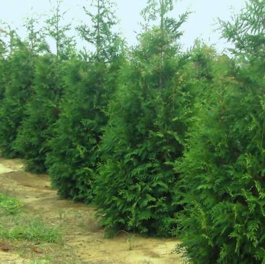 THUJA X  &