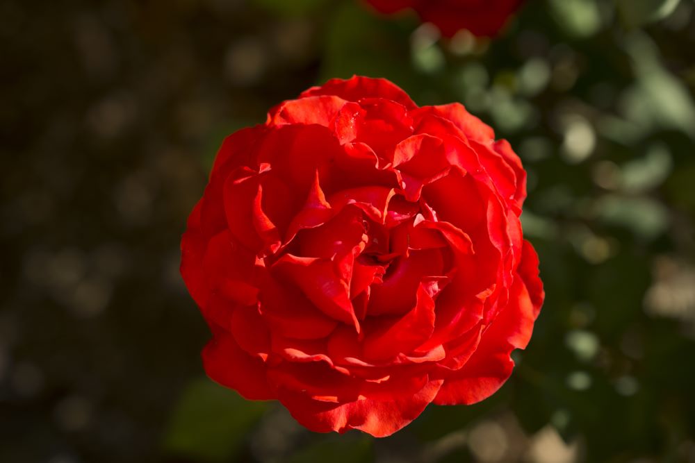 Rose True Passion (ROSE H. DOUBLE 10) - 2 gallon