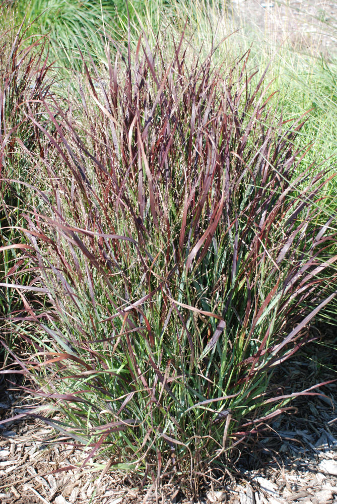 Shenandoah Switch Grass (GRASS - PA. SHENANDOAH) - 2 gallon